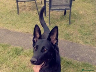 German Shepherd dogs German shepherd puppies - Advert 1