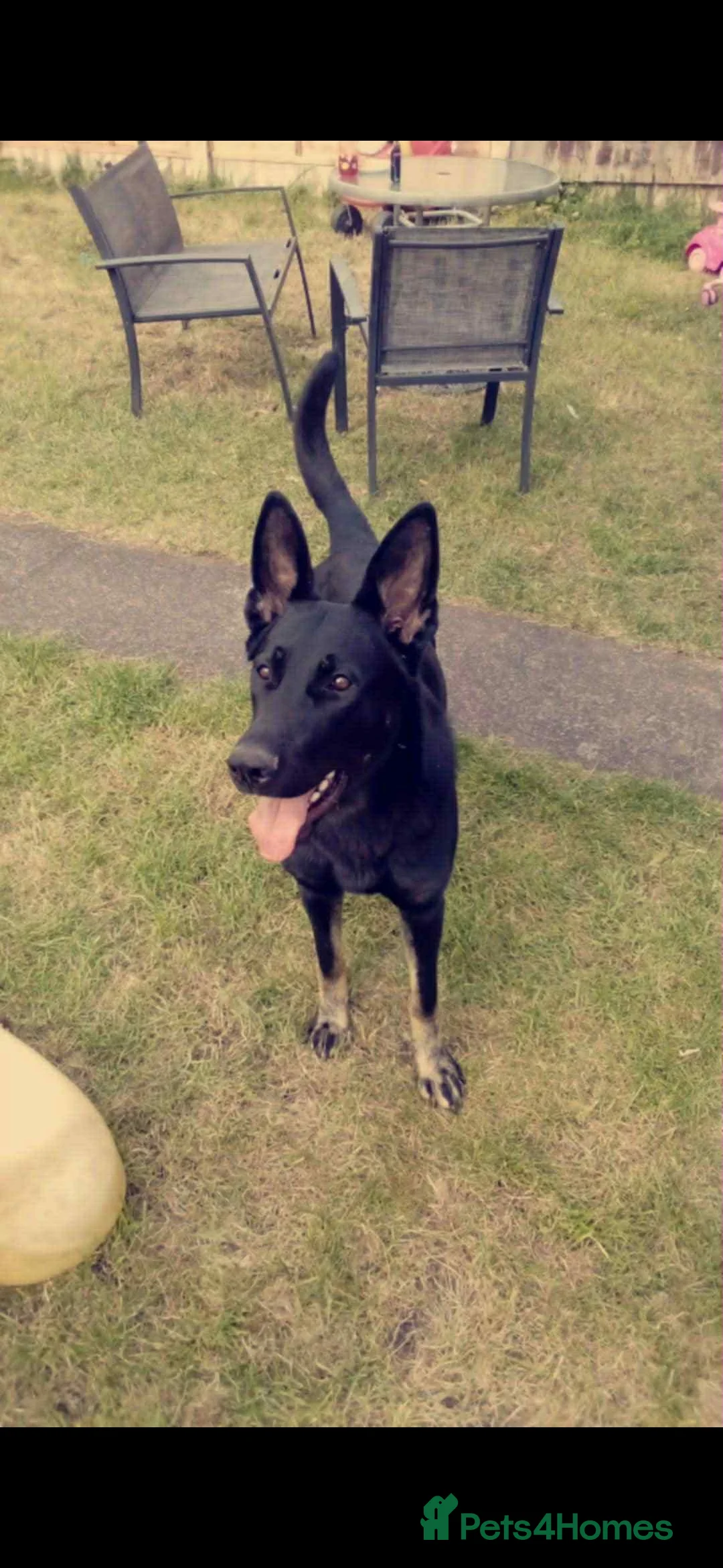 German Shepherd dogs for sale: German shepherd puppies - Advert 1