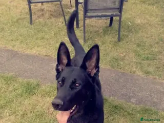 German Shepherd dogs German shepherd puppies - Advert 18