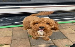 Cockapoo dogs for sale: 3 Cockapoochon puppies available  - Image 2