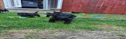 Cockapoo dogs for sale: Stunning F2 cockapoos ready soon 🐾 - Advert 13