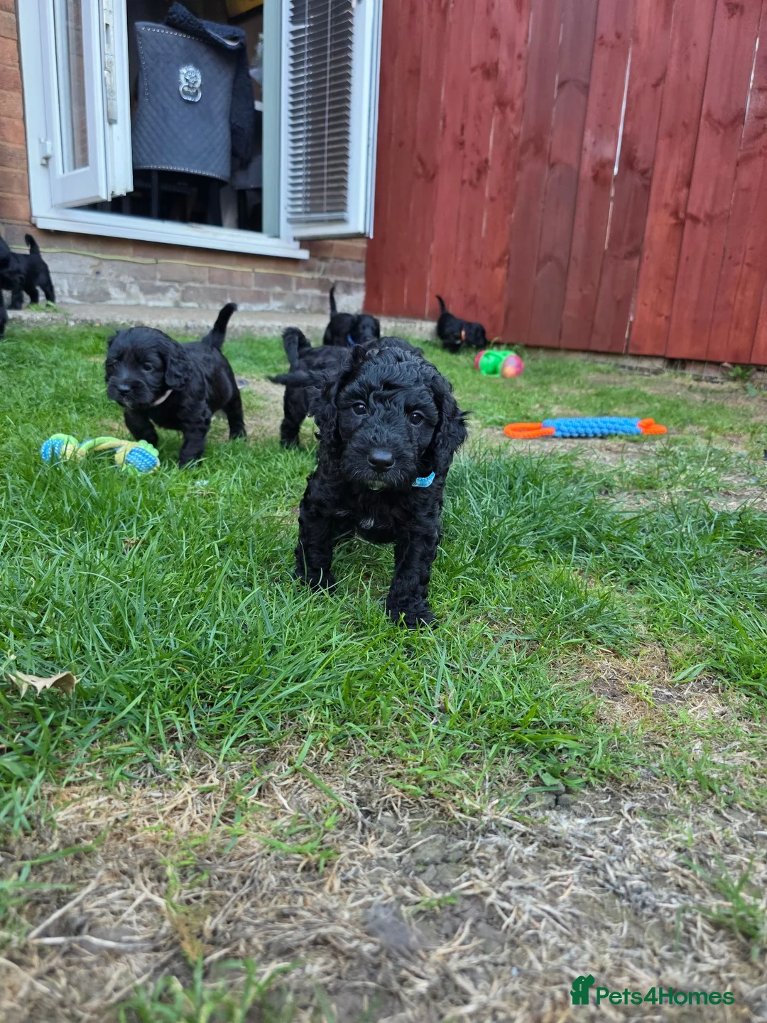 Cockapoo dogs for sale: Stunning F2 cockapoos ready soon 🐾 - Advert 13