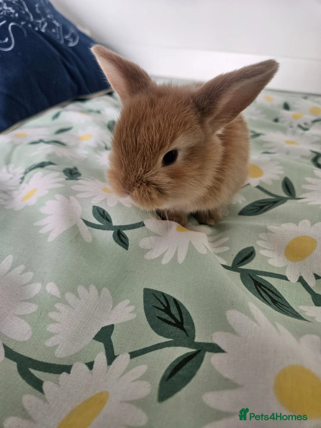 Mini Lop rabbits for sale: Mini lop rabbits for sale - Advert 2