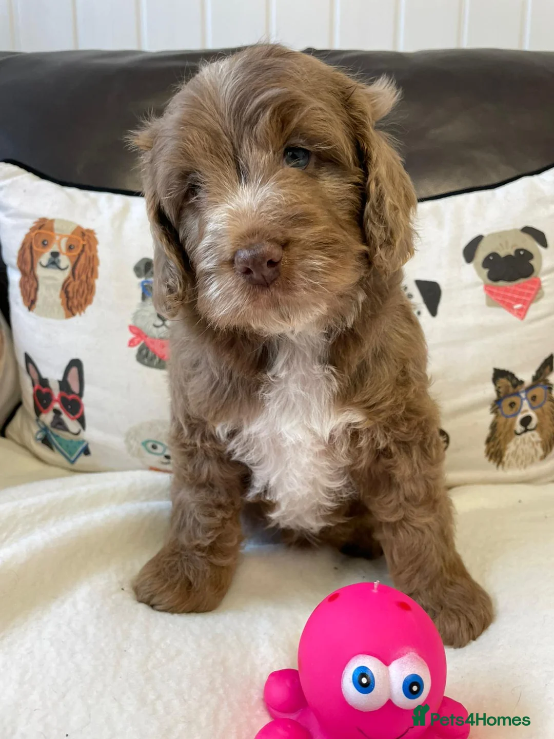Cockapoo dogs for sale: Exceptional litter of show bred F1 Cockapoos  - Advert 2