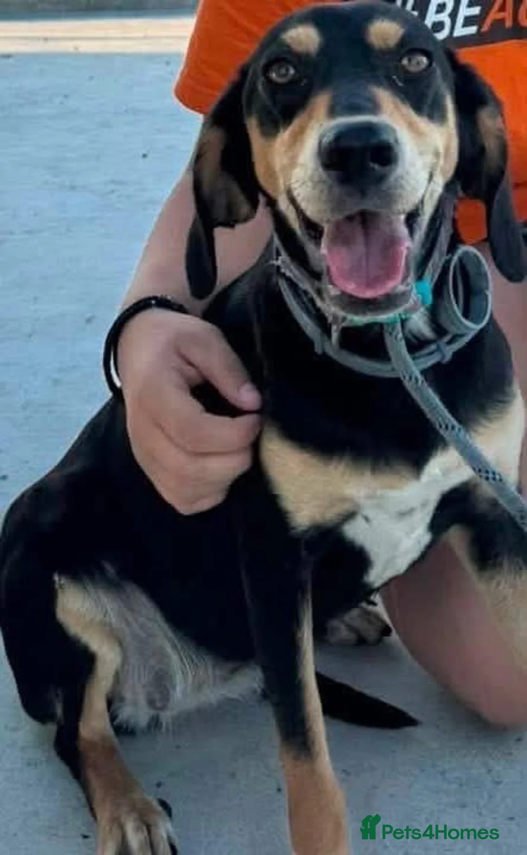 Mixed Breed dogs for adoption: Tilly needs a loving home  - Advert 7