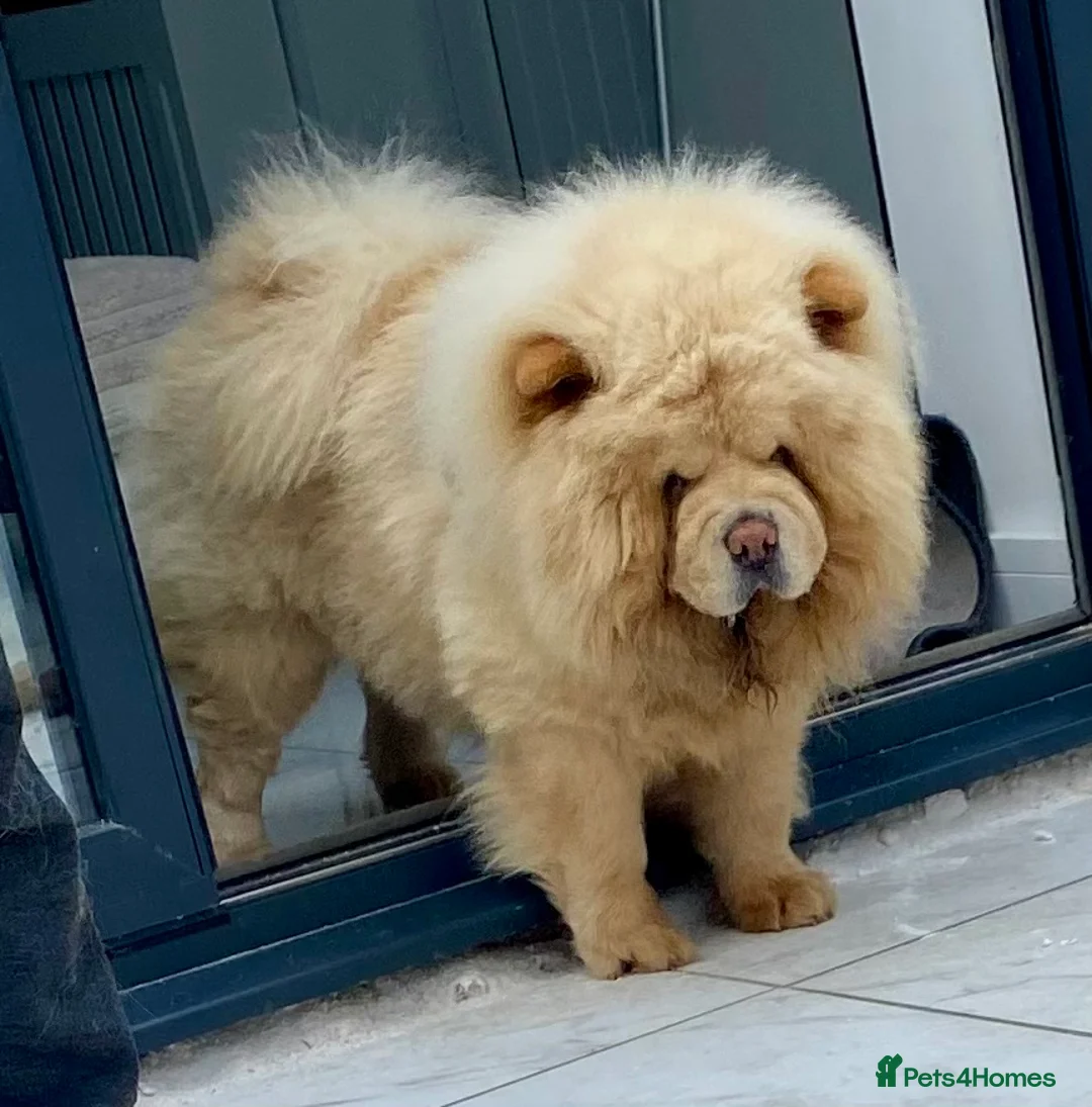 Chow Chow dogs for stud: Top Rainbow producer champion choc&blue carrier  in Cheltenham - Advert 2