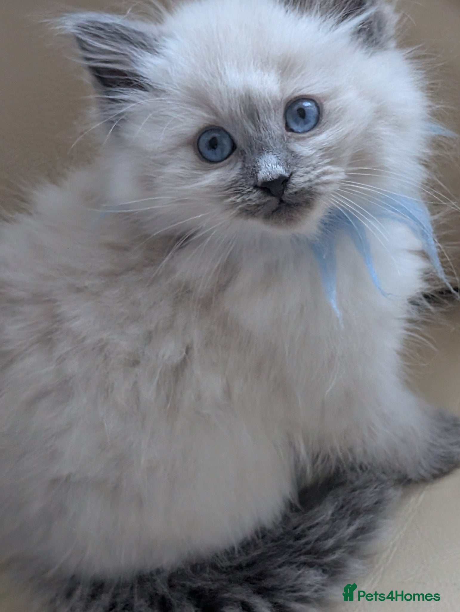 Ragdoll cats Kitty Ragdoll  - Advert 2