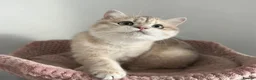 British Shorthair cats for sale: Gorgeous Blue and Black Golden British Shorthairs  - Advert 9