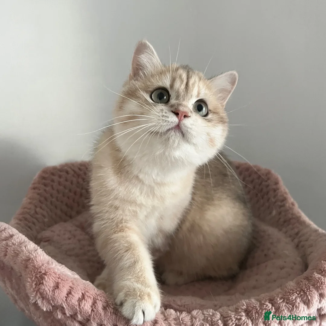 British Shorthair cats for sale: Gorgeous Blue and Black Golden British Shorthairs  - Advert 9