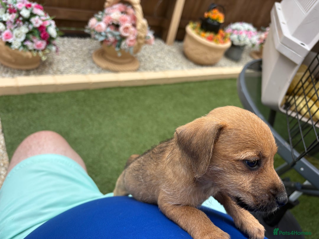 Jack Russell dogs for sale: Jack Russell puppies - Image 9