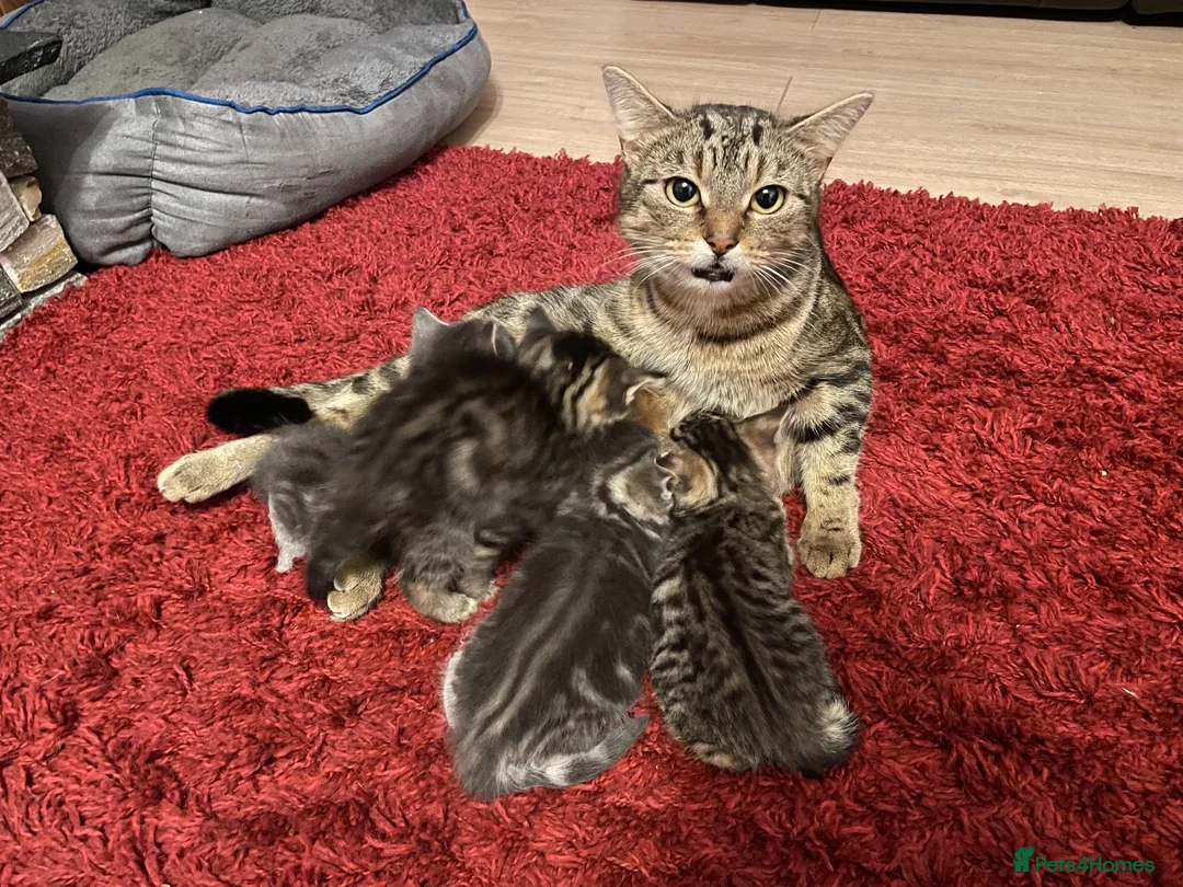 Mixed Breed cats for sale: 2 beautiful tabby kittens - Advert 2