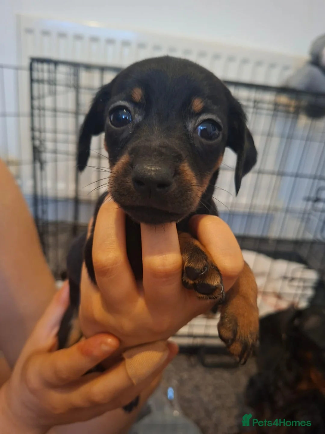 Miniature Dachshund dogs for sale: Miniature dachshund 5 left  - Advert 10