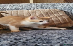 Mixed Breed cats for sale: Adorable Kittens - Image 5