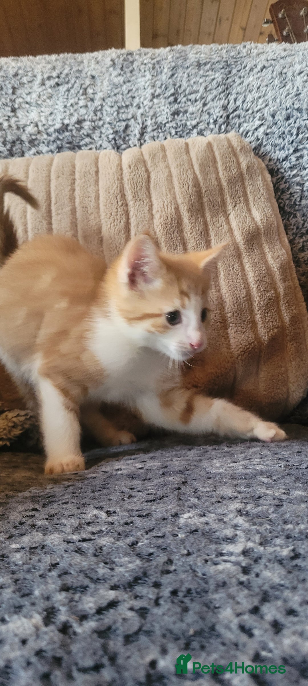 Mixed Breed cats for sale: Adorable Kittens - Image 5