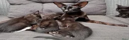 Oriental cats for sale: Oriental mix in Lincoln - Advert 6