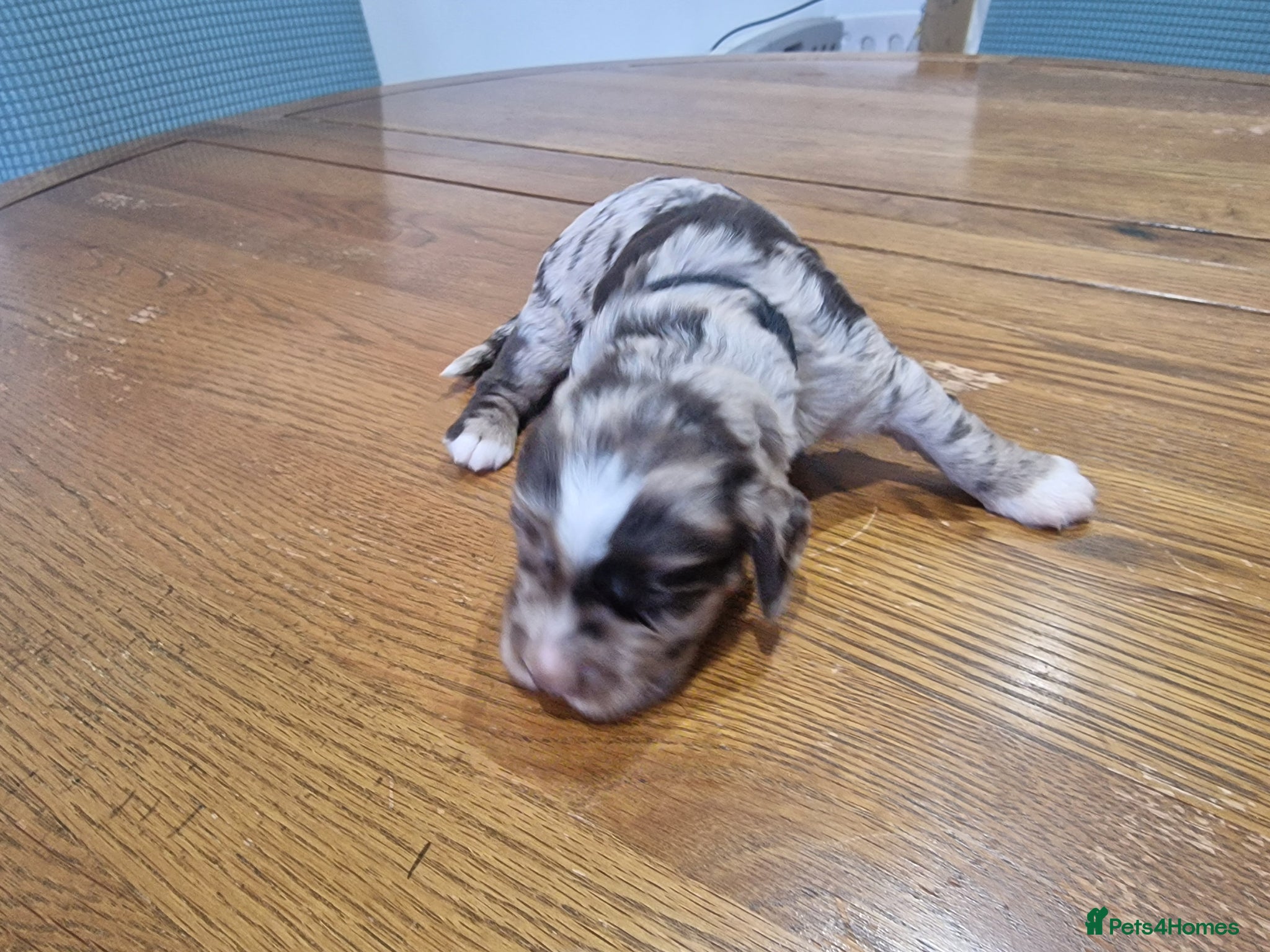 Cocker Spaniel dogs Stunning coloured merle working cocker spaniels  - Advert 2