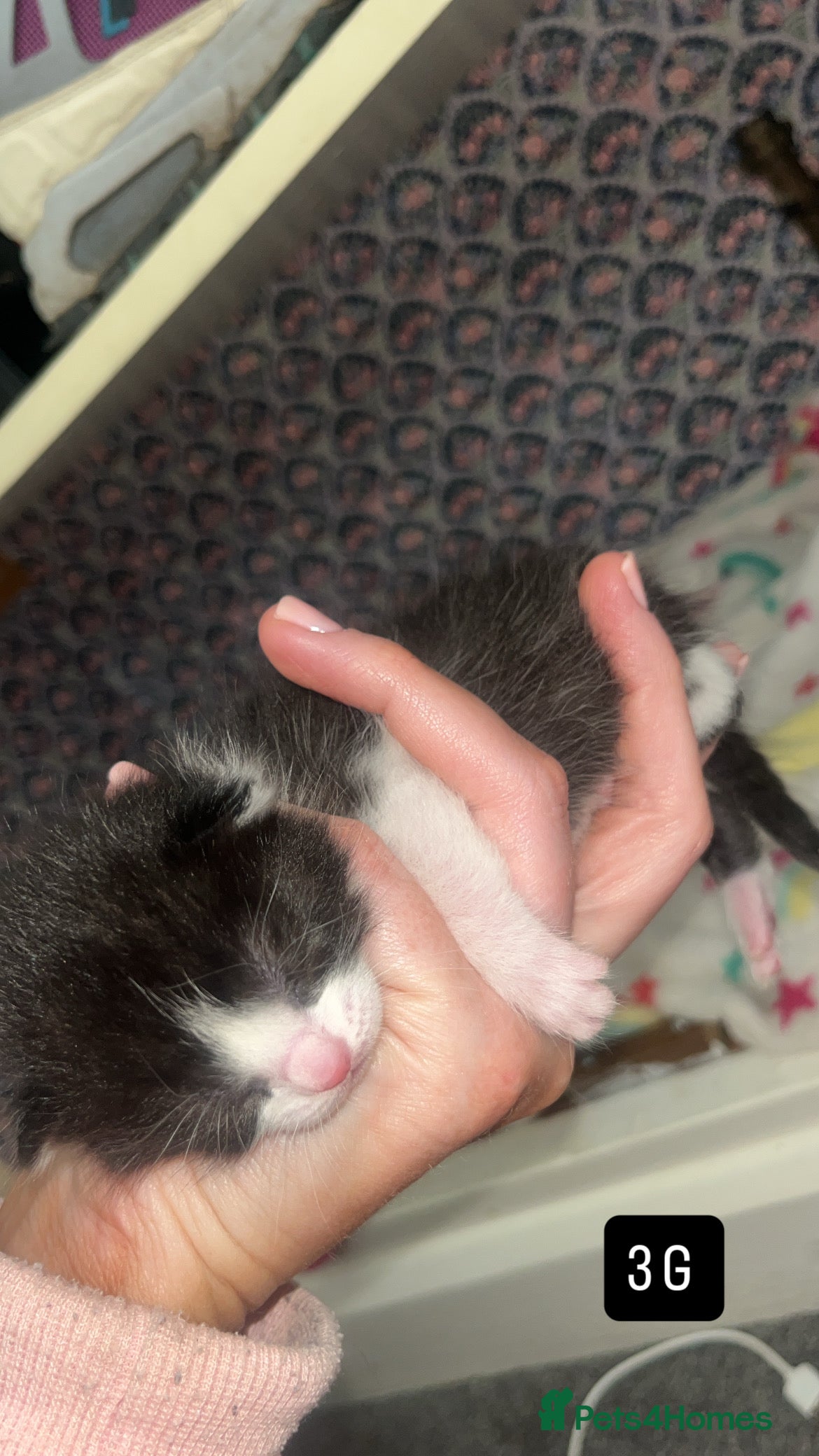 Mixed Breed cats for sale: Kittens for sale  - Advert 9