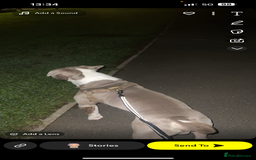 American Bully dogs for sale: Male American bully  - Image 7