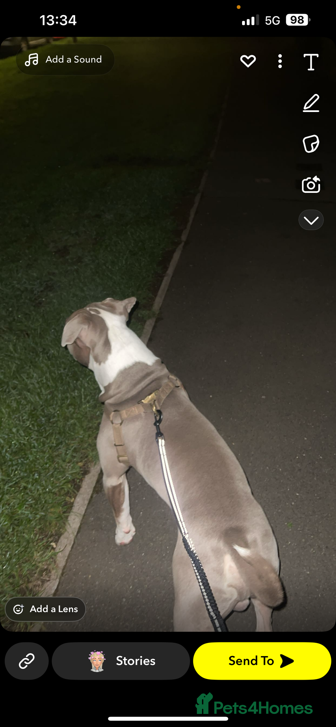 American Bully dogs for sale: Male American bully  - Image 7