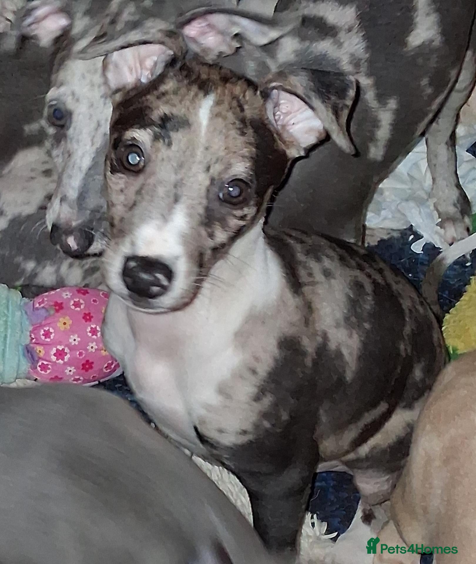 Italian Greyhound dogs Italian greyhound x whippet - Advert 13