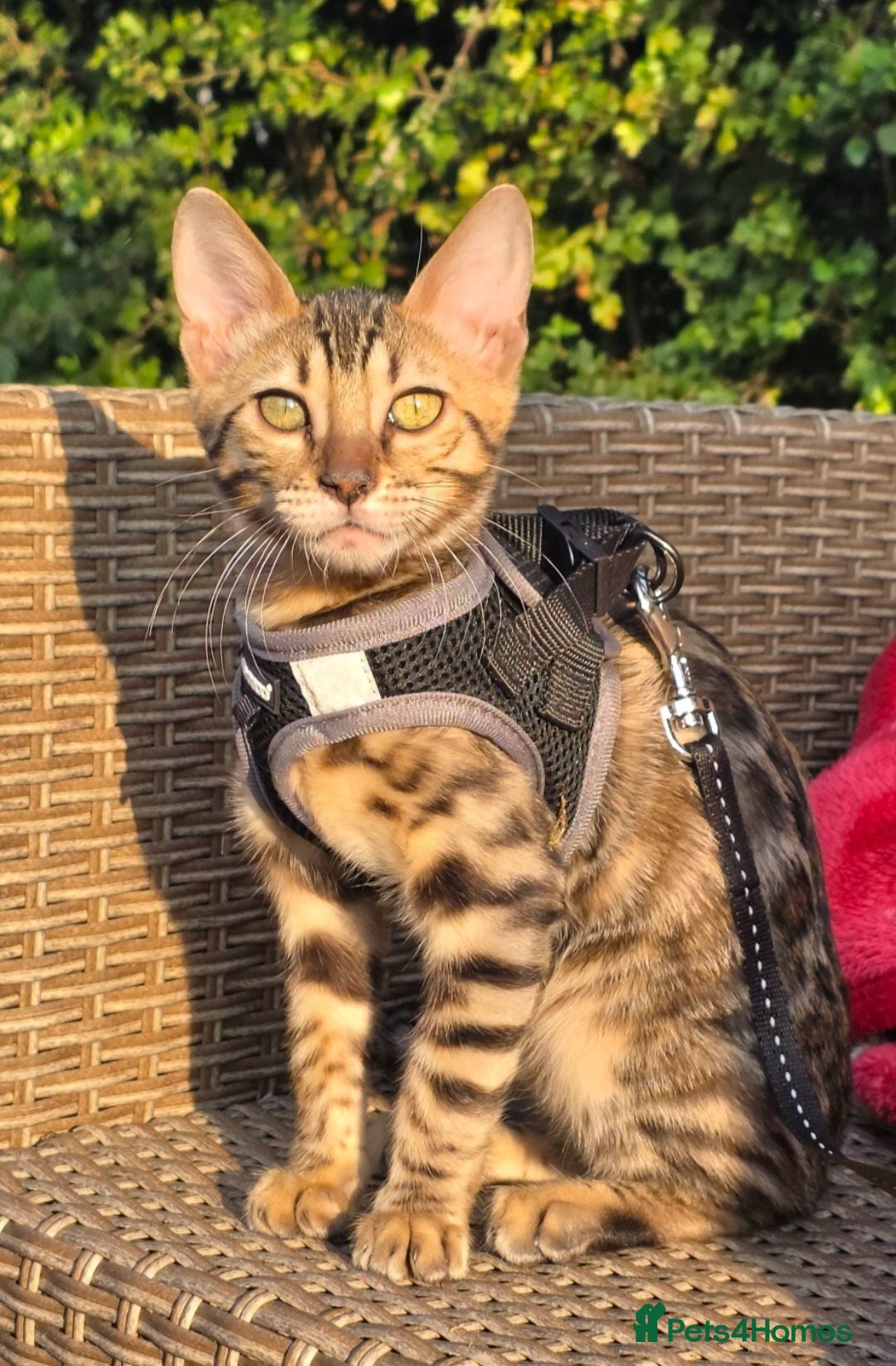 Bengal cats Female kitten - Advert 15