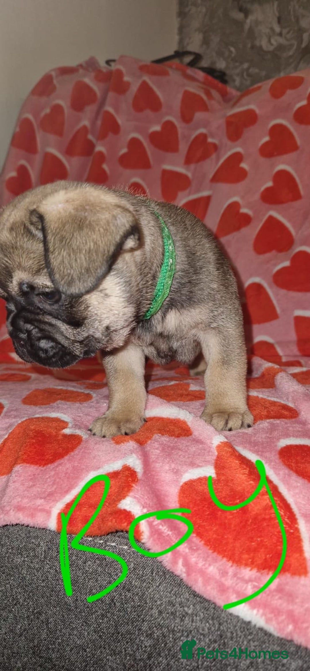 Frug dogs for sale: 6 beautiful frug puppies.  - Image 27