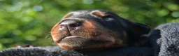 Dobermann dogs for sale: 4 Beautiful Doberman Puppies - Advert 6