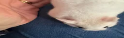 Hamster rodents for sale: Beautiful Syrian Hamsters - Advert 3
