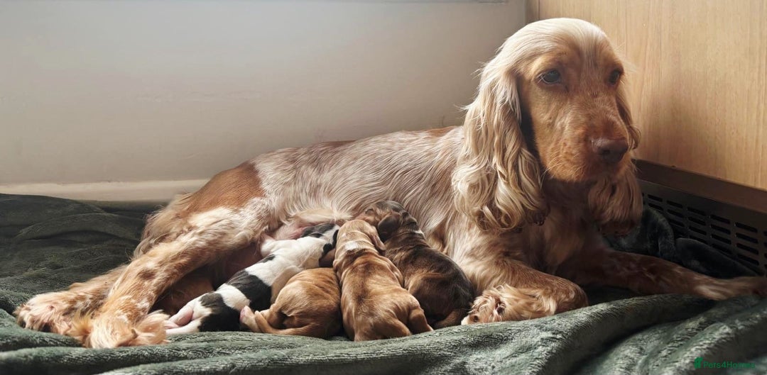 Cocker Spaniel dogs for sale: Show type Cocker Spaniels - Advert 2