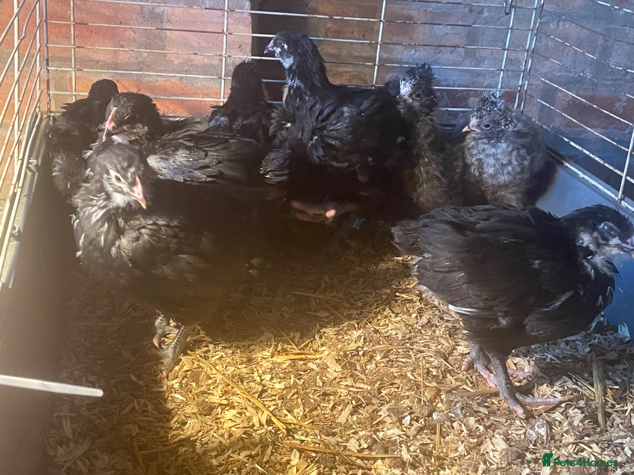 Chickens poultry Black Orpington’s chicks  - Advert 1