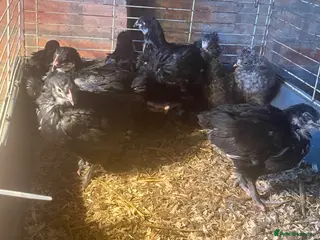 Chickens poultry for sale: Black Orpington’s chicks - Advert 3