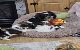 Shih Tzu dogs for sale: Gorgeous full breed Shih Tzu puppies - Image 4