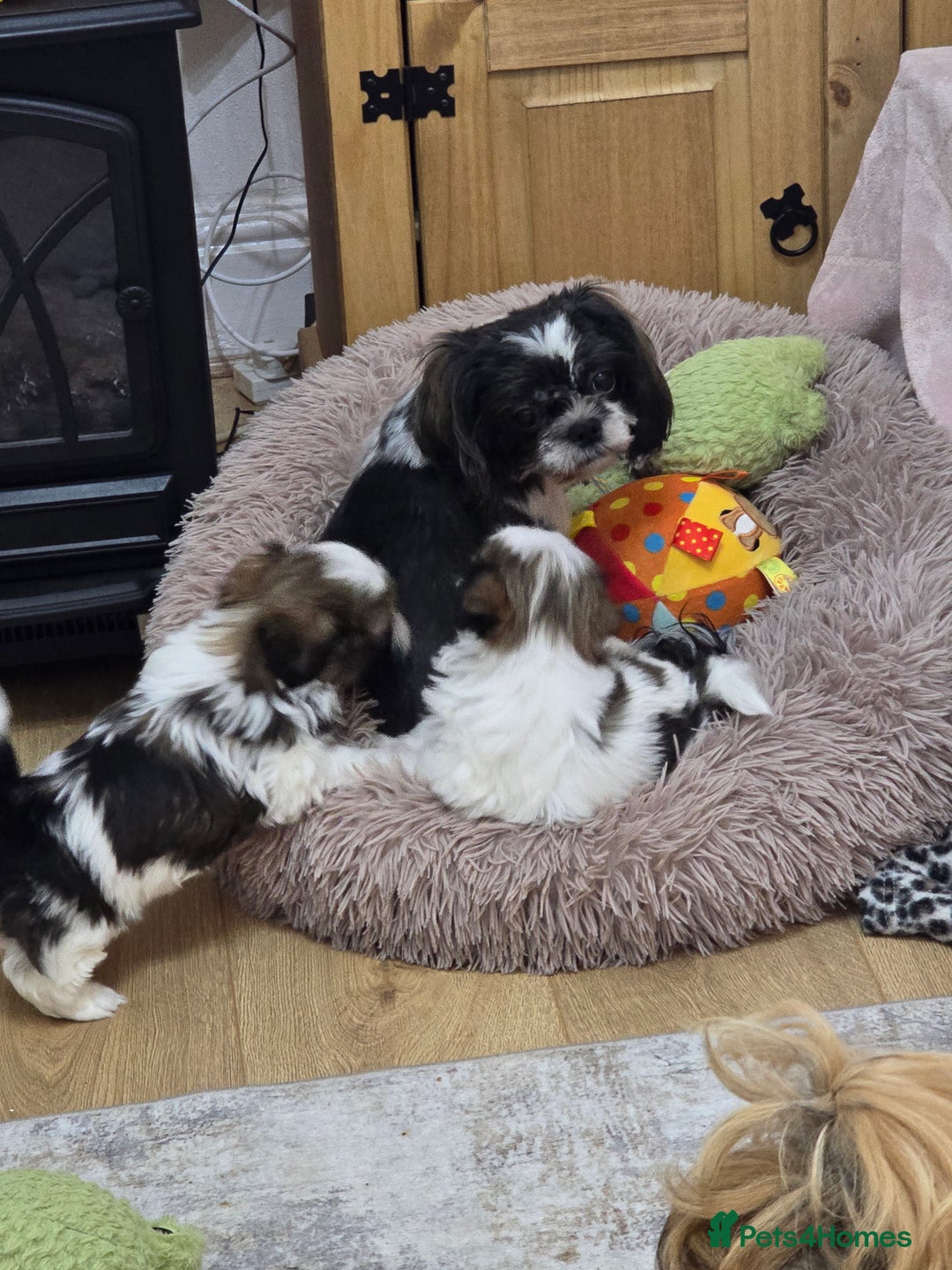 Shih Tzu dogs for sale: Gorgeous full breed Shih Tzu puppies - Image 4