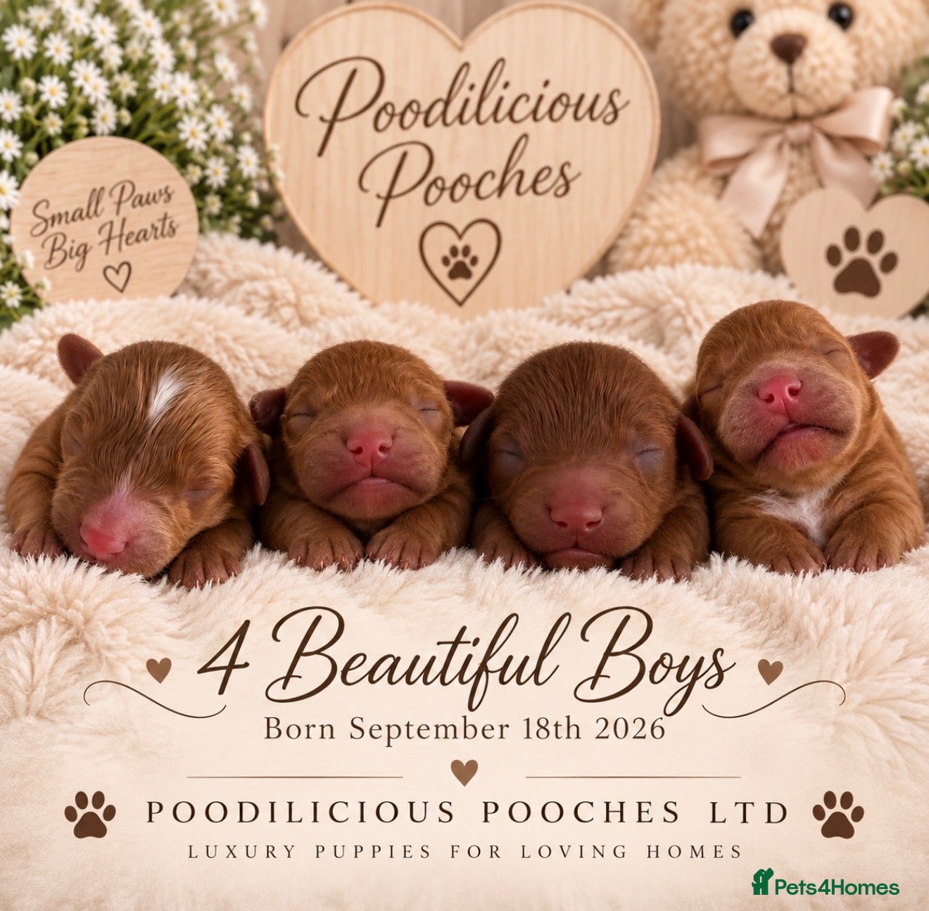 Cavapoo dogs Our newest litter have arrived. F1b, DNA clear  - Advert 10