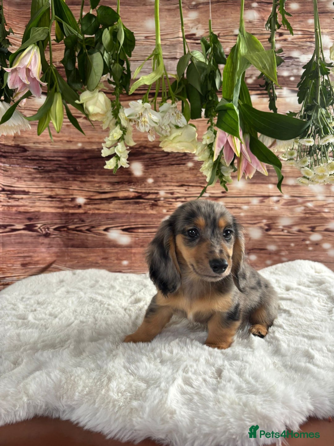 Dachshund dogs for sale: Tiny dachshund ready now! - Image 5