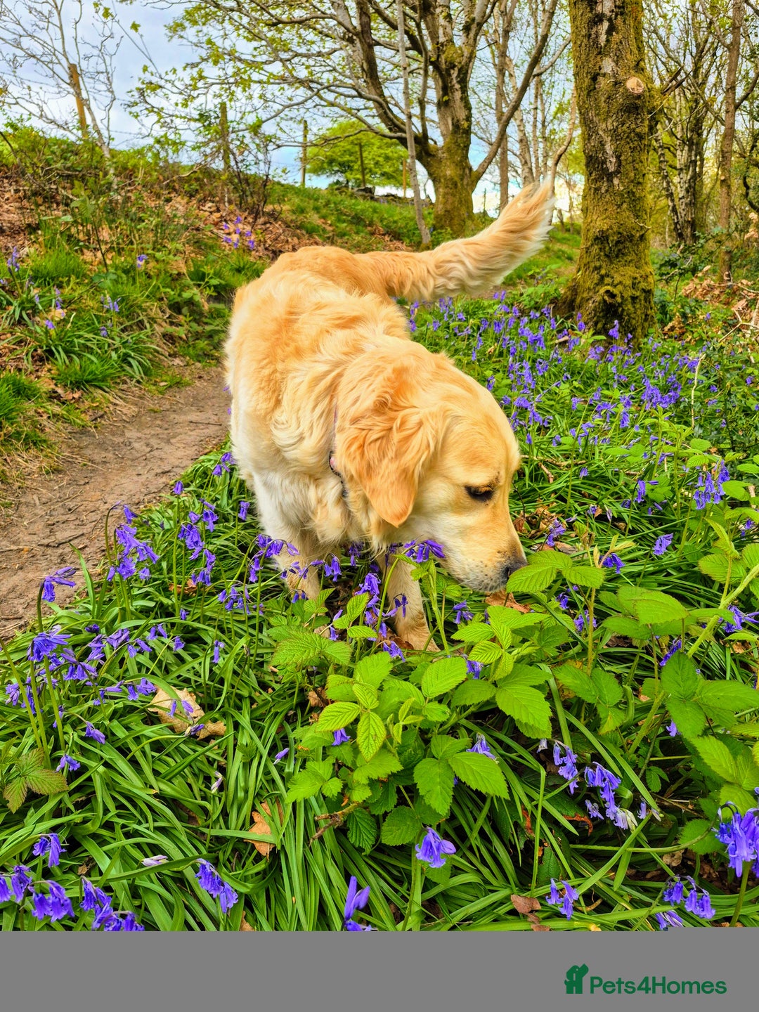 Golden Retriever dogs for sale: Golden retriever beautiful cream puppies - Advert 2