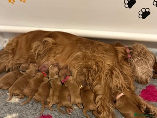 Cocker Spaniel dogs Golden Show Type Cocker Spaniel Boys - Advert 12