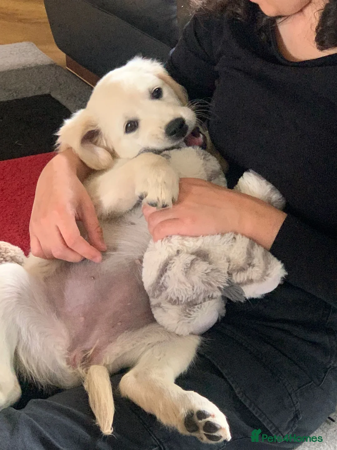 Golden Retriever dogs for sale: Amber is pregnant! - Advert 1