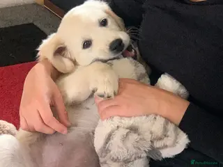 Golden Retriever dogs Amber is pregnant! - Advert 1