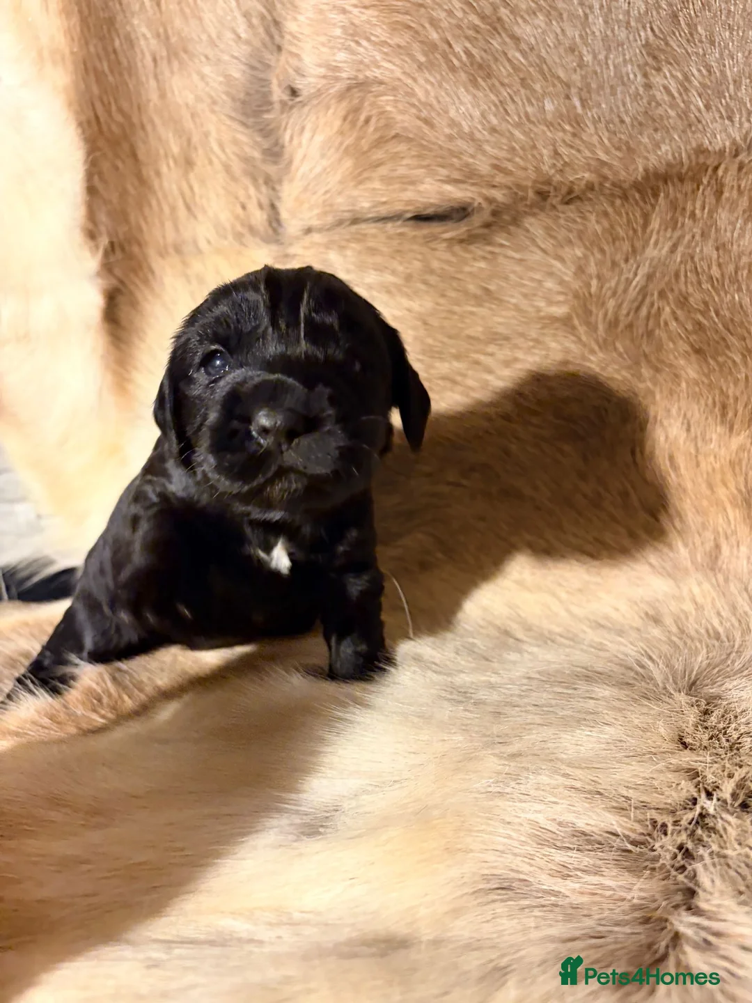 Cocker Spaniel dogs for sale: ✨ Working Cocker Spaniel pups, ready 7th March ✨ - Advert 20