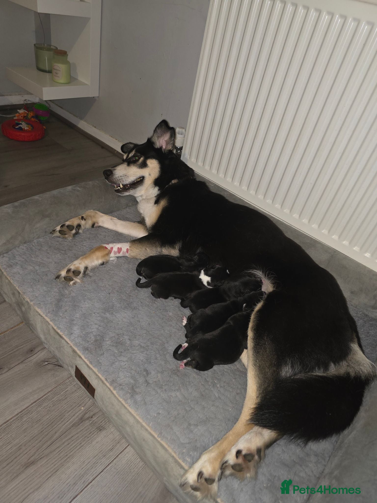 Mixed Breed dogs Staffie x Husky x Collie Puppies (4 Boys, 1 Girl) - Advert 2