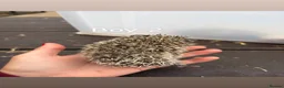 Pygmy Hedgehog rodents for sale: 4 Baby Pygmy Hedgehogs  - Advert 9