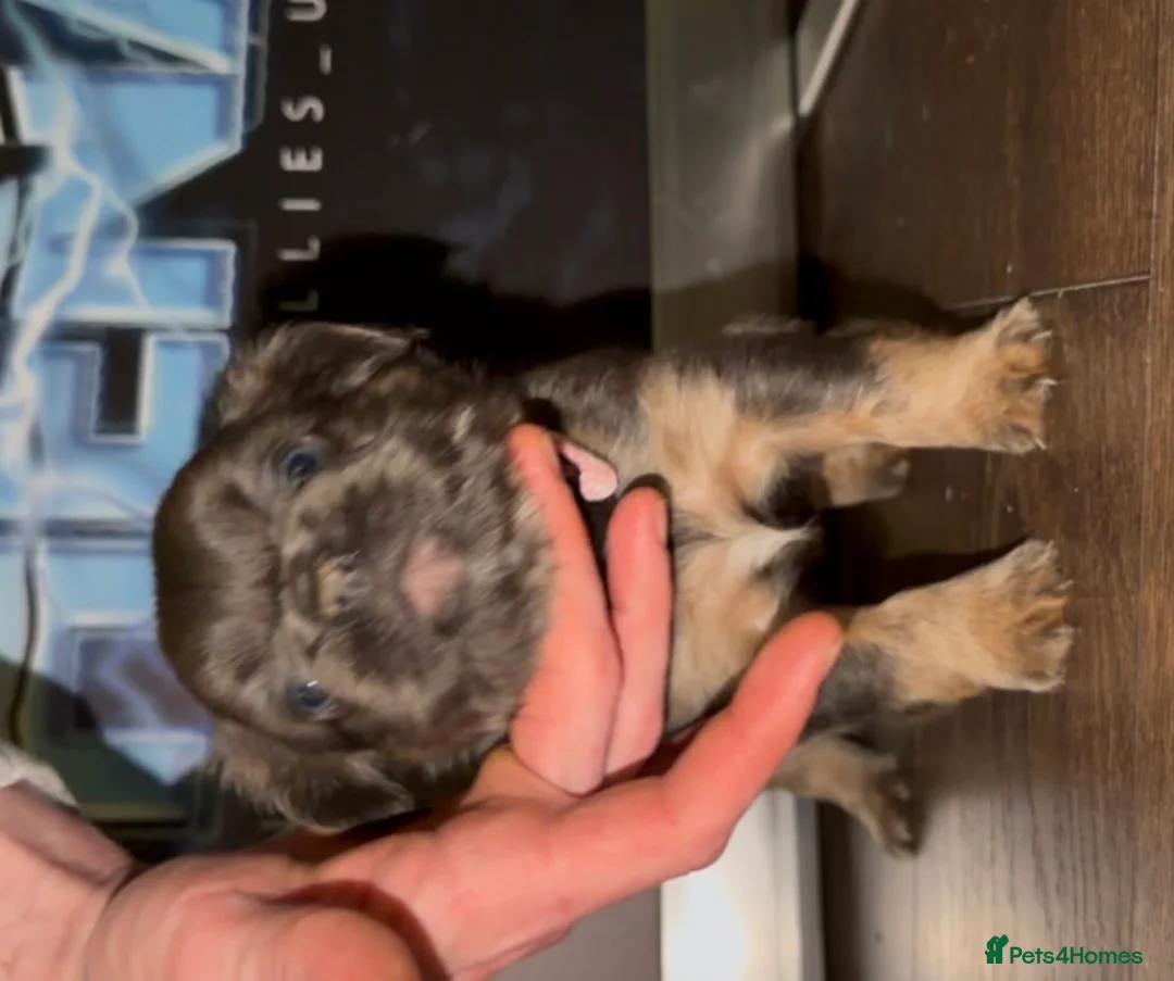 French Bulldog dogs for sale: Top quality fluffy Frenchbulldogs - Advert 26