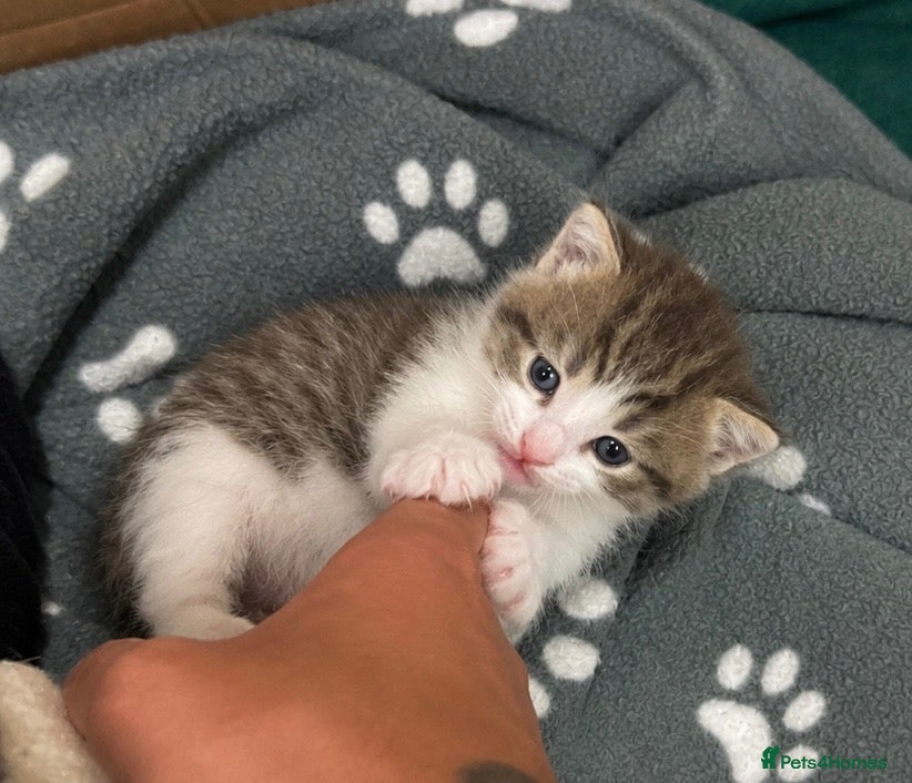 Mixed Breed cats Gorgoeus Kitten for its Forever Home - Advert 10