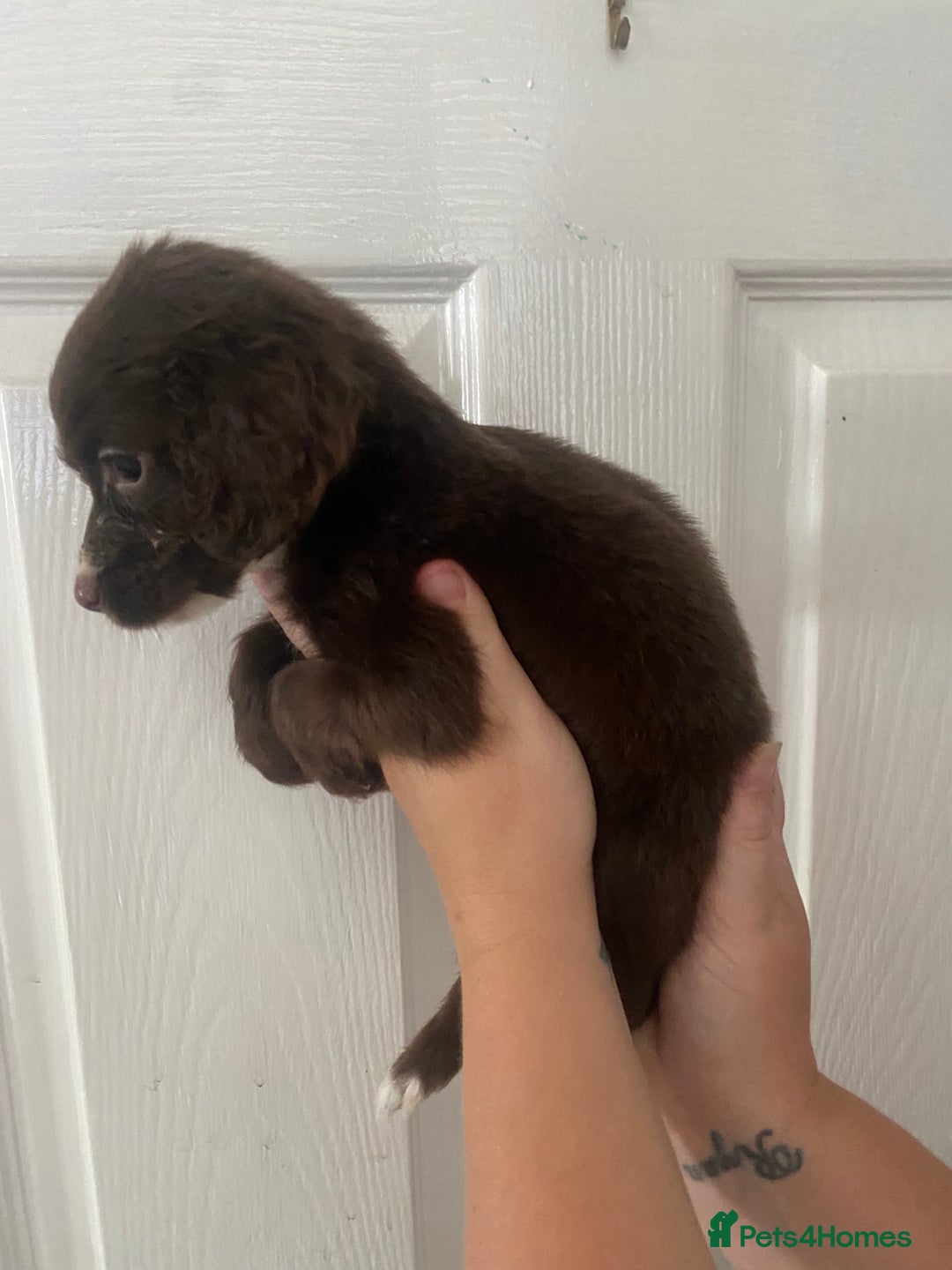 Cocker Spaniel dogs for sale: Merl cocker spaniel puppies  - Image 37