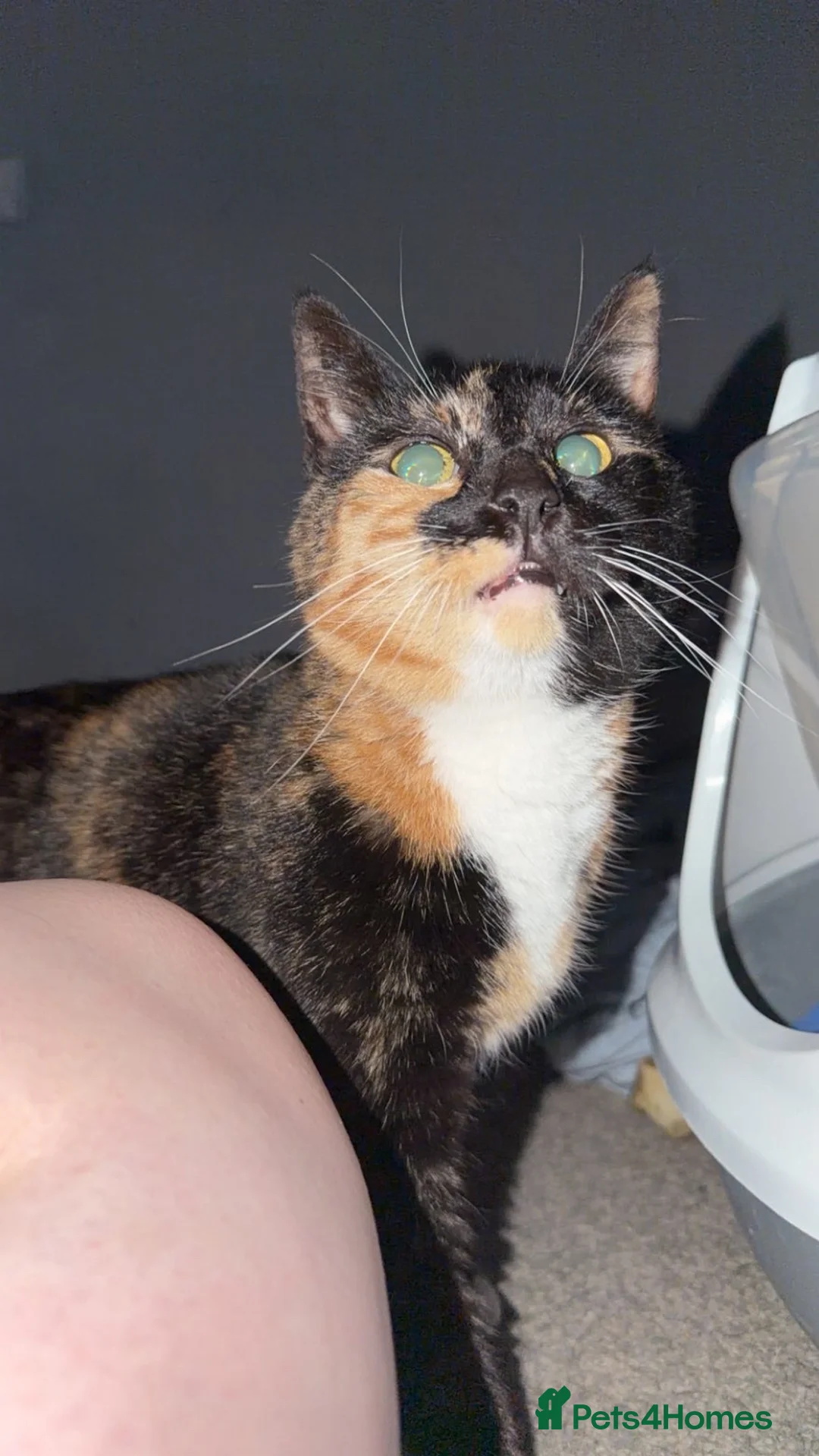Mixed Breed cats for sale: Two 11 year old sisters  - Advert 2