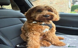 Australian Labradoodle dogs for sale: Australian Labradoodles RED&WHITE - Waiting list  - Image 14