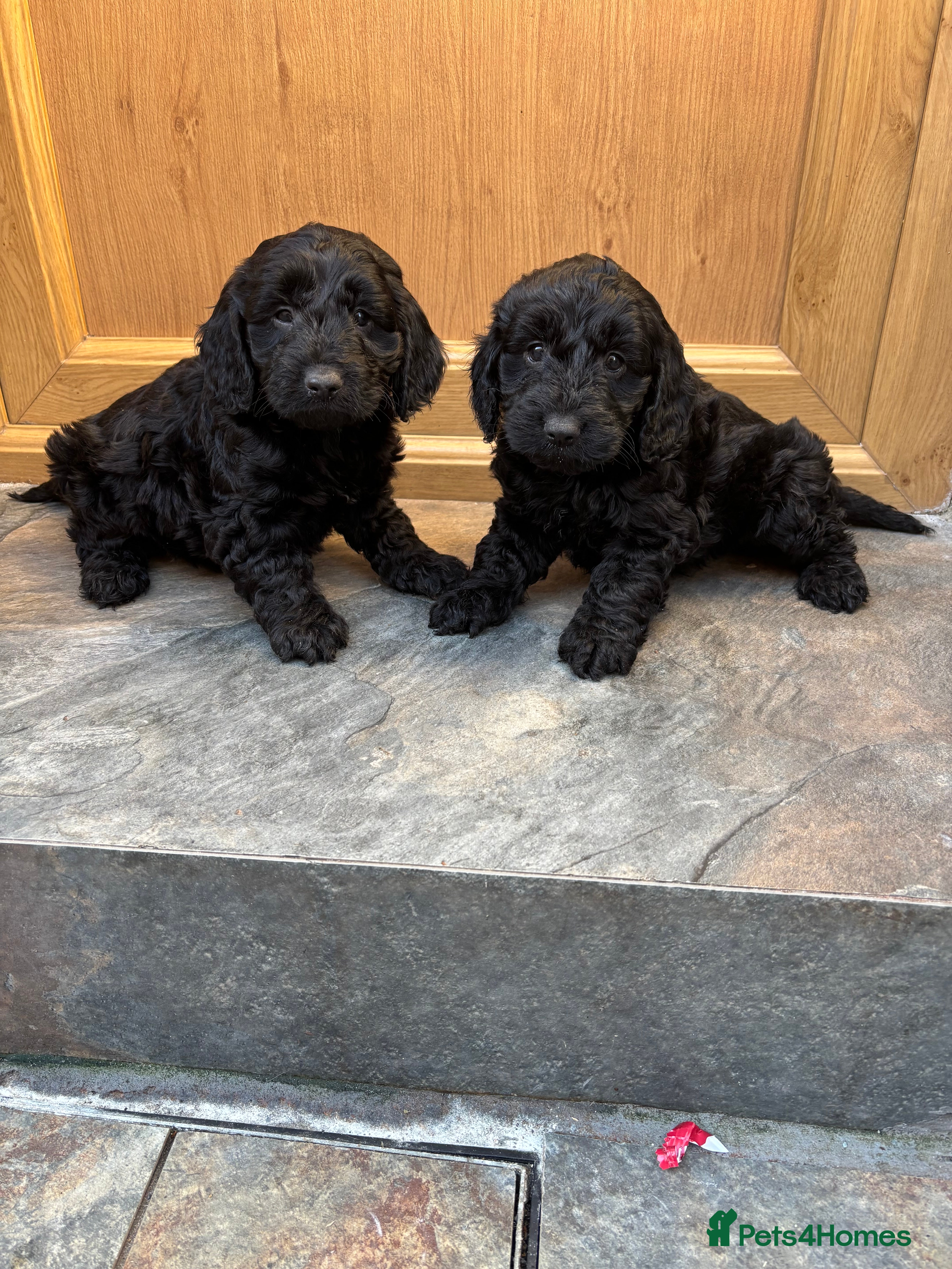 Cockapoo dogs Cockerpoo pups ready to go  - Advert 1
