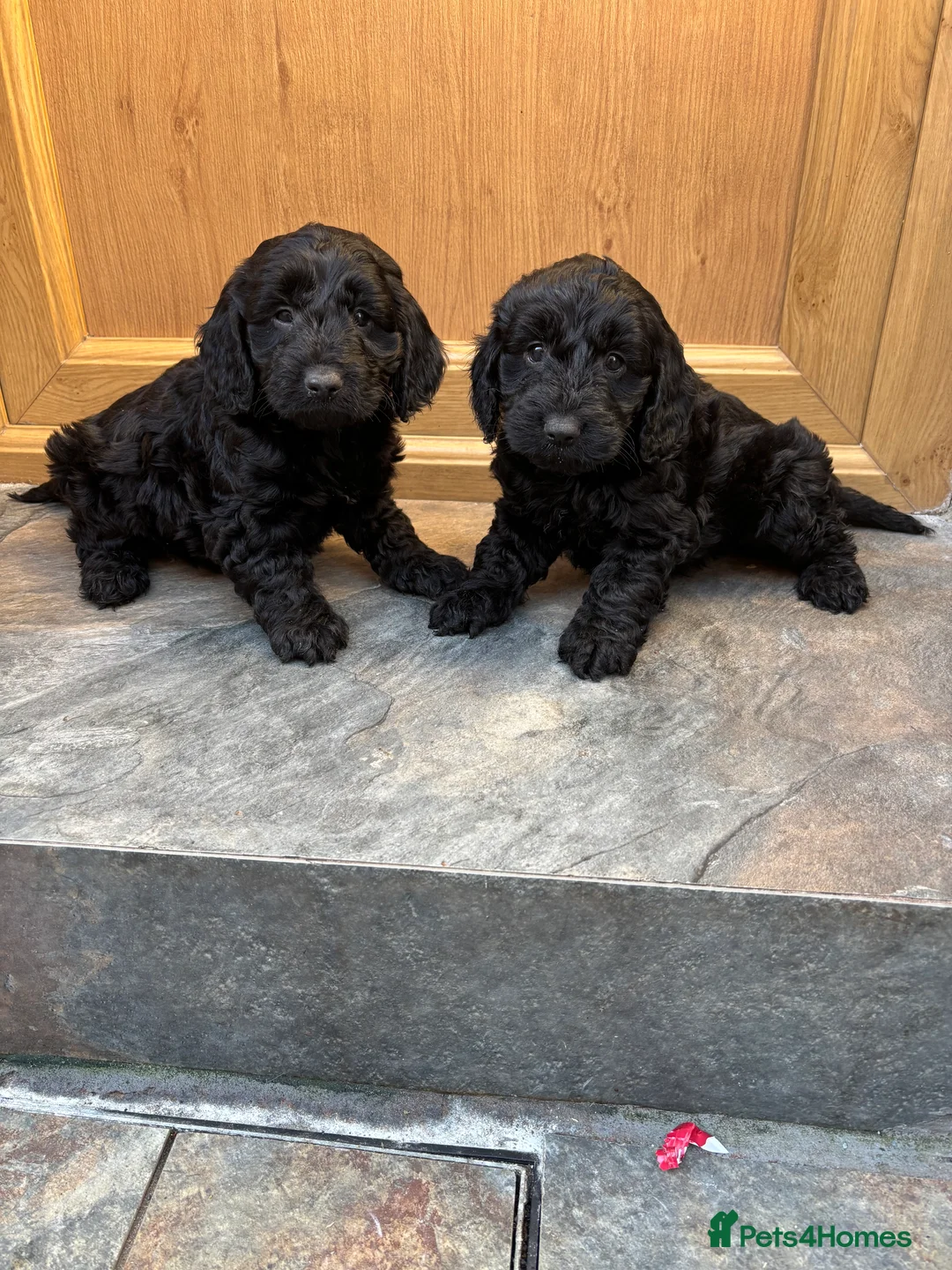 Cockapoo dogs for sale: Cockerpoo pups ready to go  - Advert 1