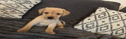 Labrador Retriever dogs for sale: KC registered Labrador retriever pups - Advert 8